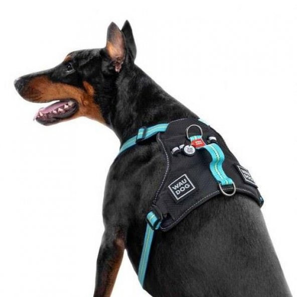 Waudog Collar Fosforlu ve QR Pasaportlu Köpek Göğüs Tasması, S, Mavi 20mm