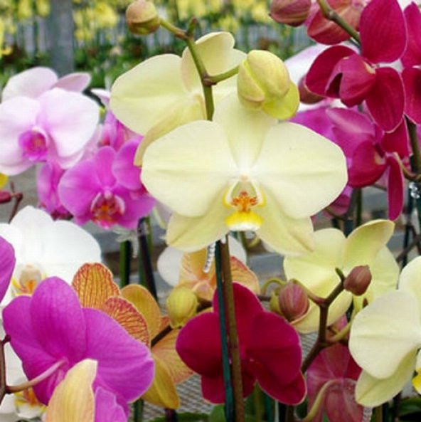 DAY 10 Adet 10 FARKLI Renk Phalaenopsis Orkide Tohumu + 10 Adet HEDİYE K.RENK Gül Tohumu