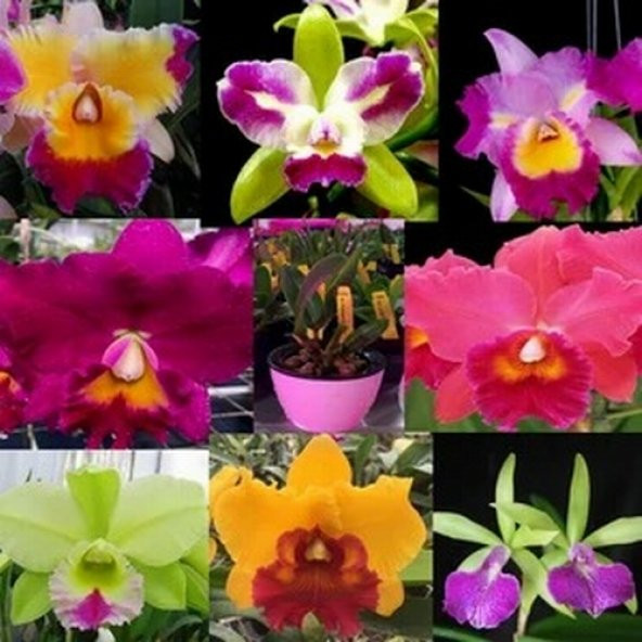 DAY 50 Adet 10 FARKLI Renk Cattleya Orkide Tohumu + 10 Adet HEDİYE K.RENK ZAMBAK Tohumu