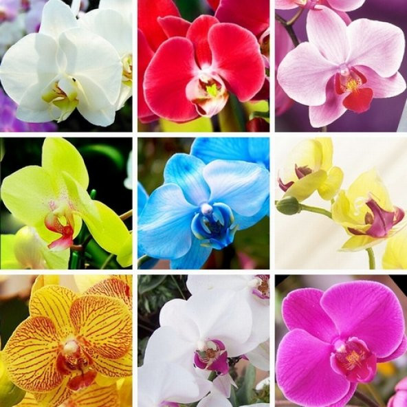 DAY 10 Adet 10 FARKLI Renk Phalaenopsis Orkide Tohumu + 10 Adet HEDİYE K.RENK ZAMBAK Tohumu