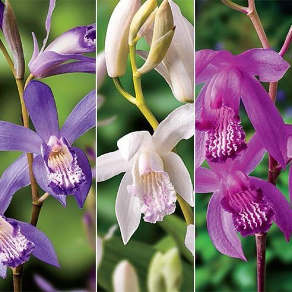 DAY 50 Adet 10 FARKLI Renk Phalaenopsis Orkide Tohumu + 10 Adet HEDİYE K.RENK ZAMBAK Tohumu