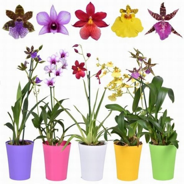DAY 25 Adet 10 FARKLI Renk Oncidium Orkide Tohumu + 10 Adet HEDİYE K.RENK ZAMBAK Tohumu