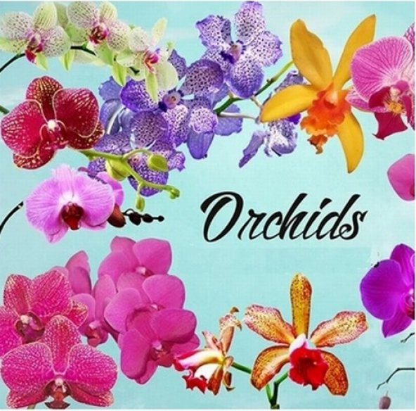 DAY 50 Adet 10 FARKLI Renk Cattleya Orkide Tohumu + 10 Adet HEDİYE K.RENK Afrika M. Çiçeği Tohumu