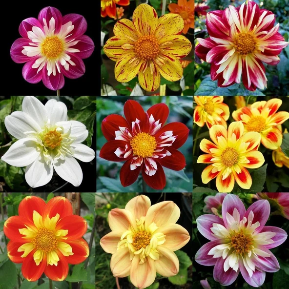 50 ADET KARIŞIK RENK DAHLİA ÇİCEK TOHUMU 10 ADET HEDİYE GÜL TOHUMU ürün görseli 1