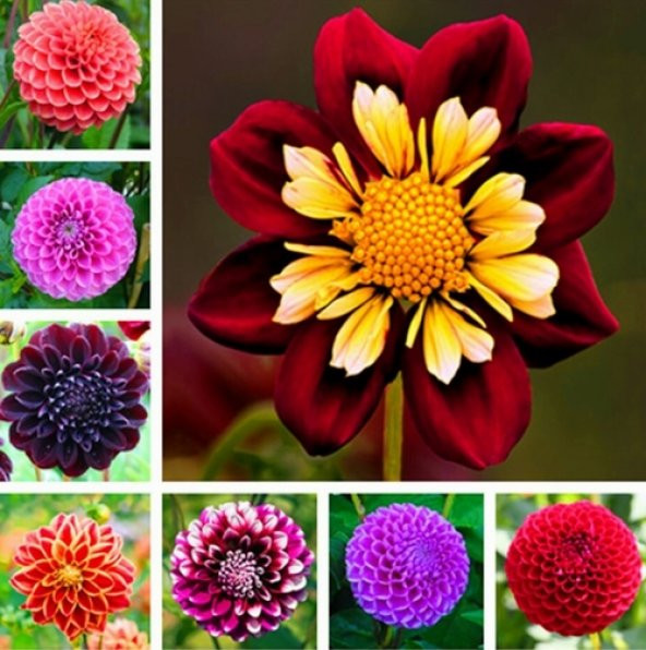 DAY 100 Adet 10 FARKLI Renk Orkide Çiçek Tohumu + 10 Adet HEDİYE K.RENK Dahlia Çiçeği Tohumu - 4