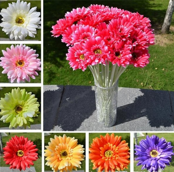 DAY 10 Adet 10 FARKLI Renk Orkide Çiçek Tohumu + 10 Adet HEDİYE K.RENK Gerbera Çiçeği Tohumu