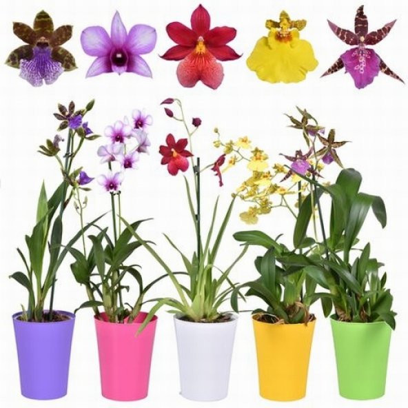 DAY 50 Adet 10 FARKLI Renk Phalaenopsis Orkide Tohumu + 10 Adet HEDİYE K.RENK Gerbera Çiçeği Tohumu