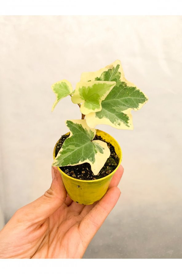Mini Saksıda Hedera Helix Sarmaşığı Beyaz Alacalı