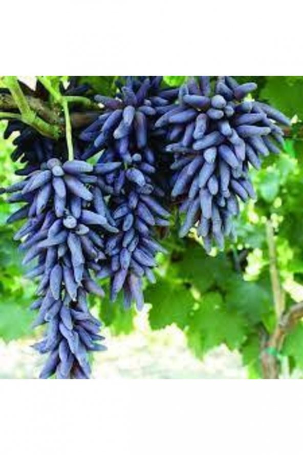 Tüplü Üzüm Fidanı( Cadı Parmağı) 1 Yaşında Aşılı  Yüksek Verimli
