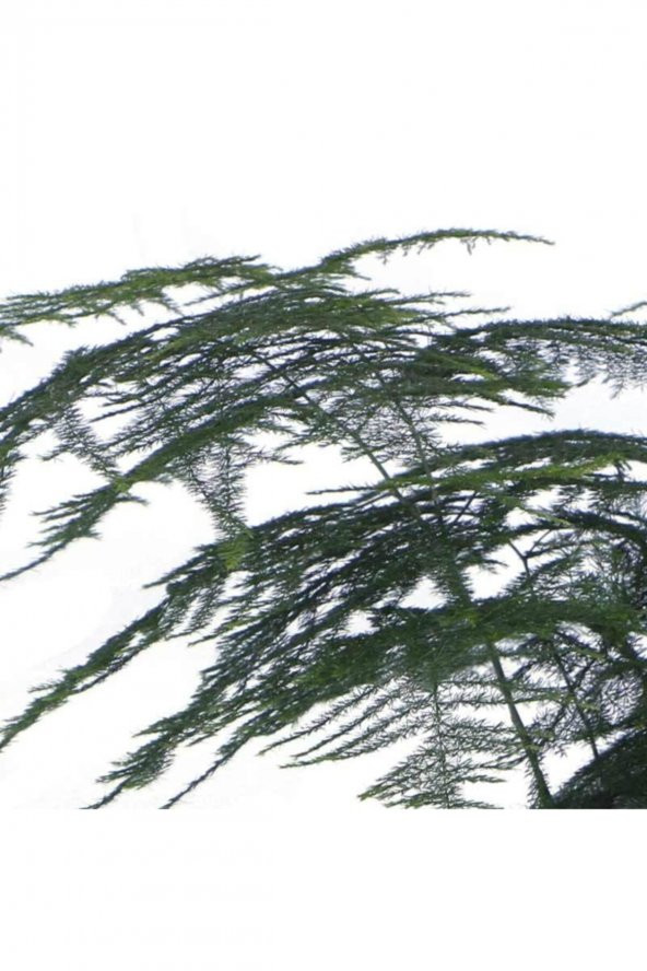 Tül Kuşkonmaz Çiçeği, Saksıda Asparagus Plumosus - 2