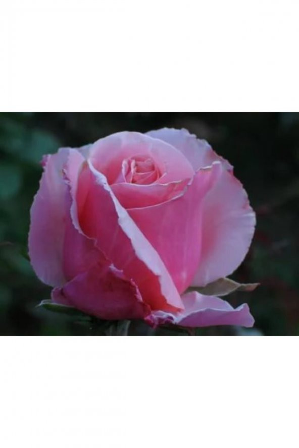 Bulgar Gülü Pembe Çiçeği Fidanı - 3