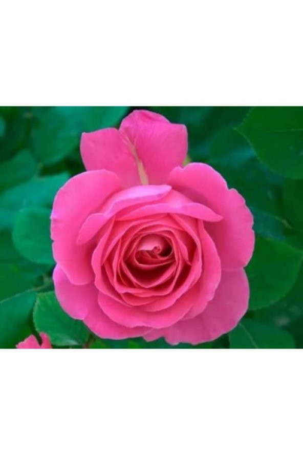 Bulgar Gülü Pembe Çiçeği Fidanı - 1