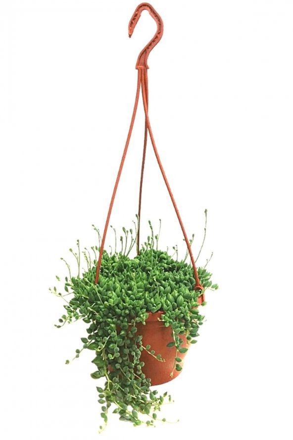 Tesbih Çiçeği | Bezelye Kolyesi | Boncuk Çiçeği (20~40 Cm)