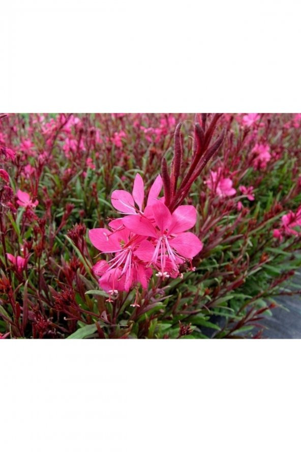 Gaura Çiçeği Fidanı