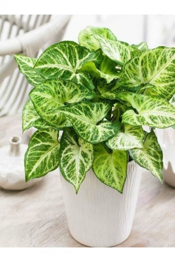 Melek Kanadı Xl Iç Mekan Bitkisi (syngonium Podophyllum white Butterfly) - 1