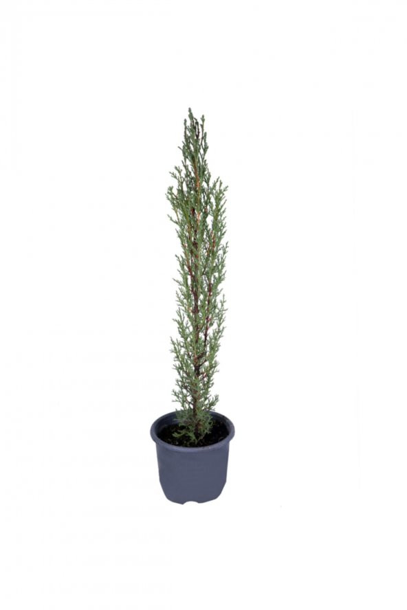 Kara Selvi - Mezarlık Servi Saksıda - Cupressus Sempervirens - 35-45 Cm Dikime Hazır