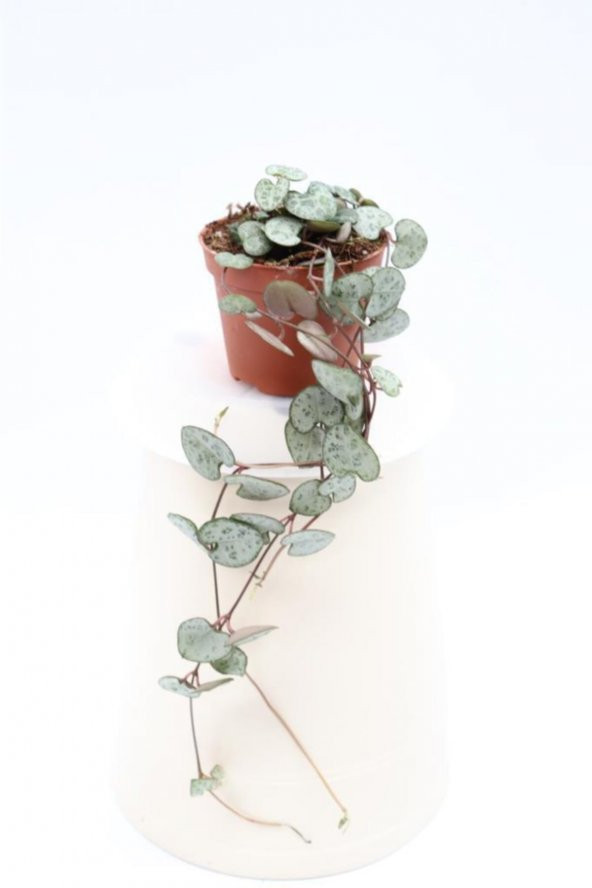Serada Decor Plant Ceropegia Woodii - Kalp Kalbe Karşı Bitkisi