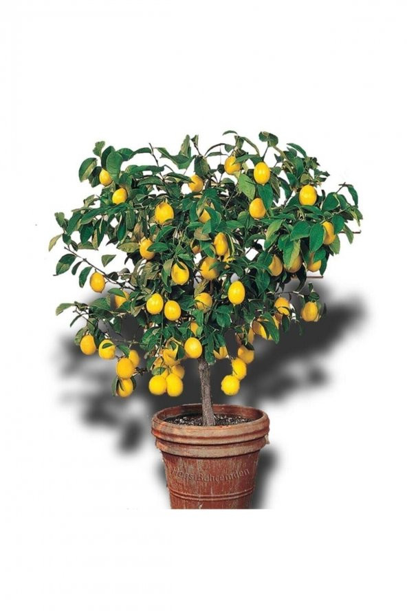 Limon Ağacı Fidanı Saksılı Bodur Yediveren Mayer - 1