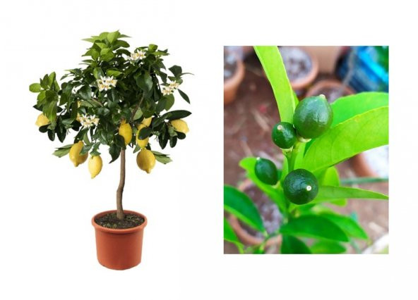 Limon Fidanı Yediveren MayerLimon Ağacı Fidanı Saksılı 3 Yaş EVDE BAKILABİLİR BODUR (ÇİÇEK HEDİYELİ) - 2