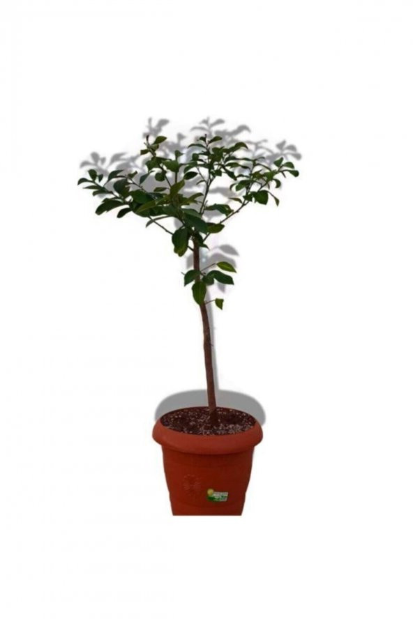 Limon Ağacı Fidanı Saksılı Bodur Yediveren Mayer - 3