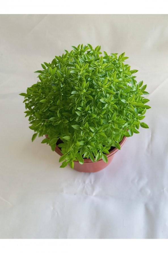 Saksıda Kokulu Canlı Top Fesleğen - 2