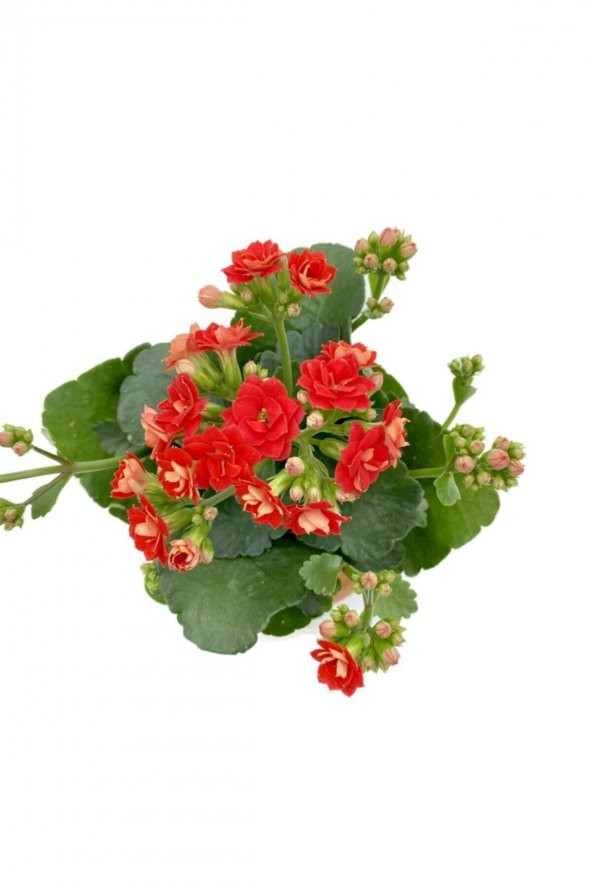 Kalanchoe (kalanşo) Kırmızı