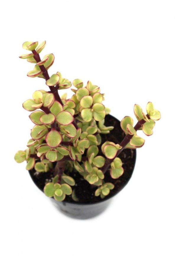 Portulacarıa Fil Hortumu Sukulent
