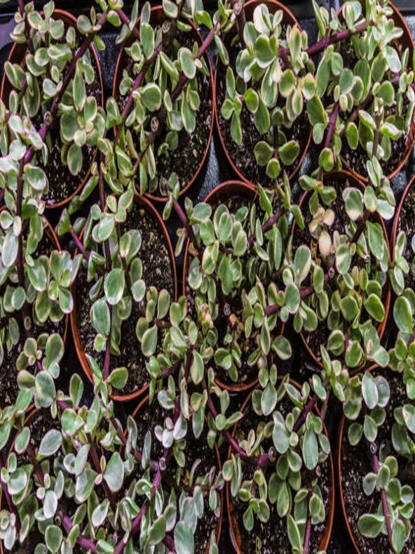 Serada Decor Plant Portulacaria Afra Variegata,Fil Azığı Yeşim 5,5 Sukulent Saksısında Dolgun Formlu