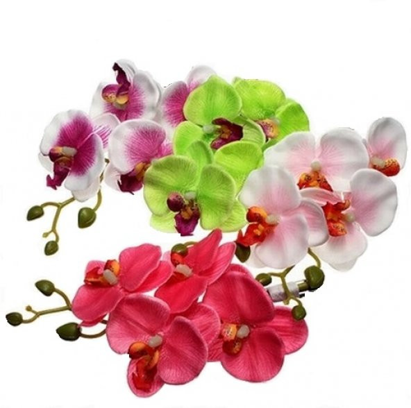 DAY 100 Adet 10 FARKLI Renk Phalaenopsis Orkide Tohumu + 10 Adet HEDİYE Hollanda Gülü Tohumu