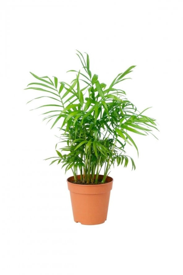 Dağ Palmiyesi – Chamaedorea Elegans 30-40 Cm -peyzaj Burada Iç Mekan Süs Bitkisi - 1