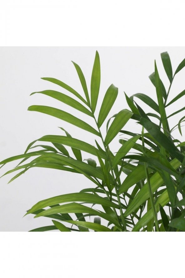 Dağ Palmiyesi – Chamaedorea Elegans 30-40 Cm -peyzaj Burada Iç Mekan Süs Bitkisi - 2