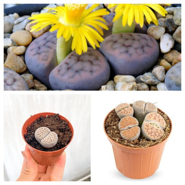 Taş Kaktüs Özel Tür Lithops 5.5 Saksıda