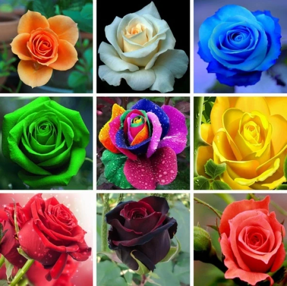 DAY 100 Adet 10 FARKLI Renk Oncidium Orkide Tohumu + 10 Adet HEDİYE Gökkuşağı Gül Tohumu - Resim 4