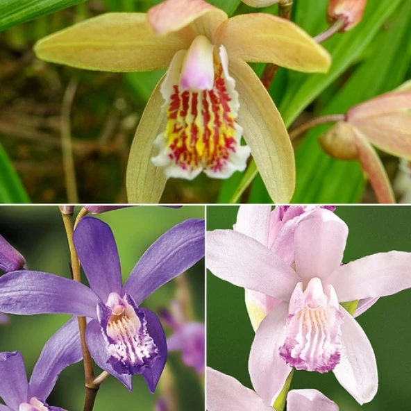 DAY 50 Adet 10 FARKLI Renk Phalaenopsis Orkide Tohumu + 10 Adet HEDİYE K.RENK ZAMBAK Tohumu