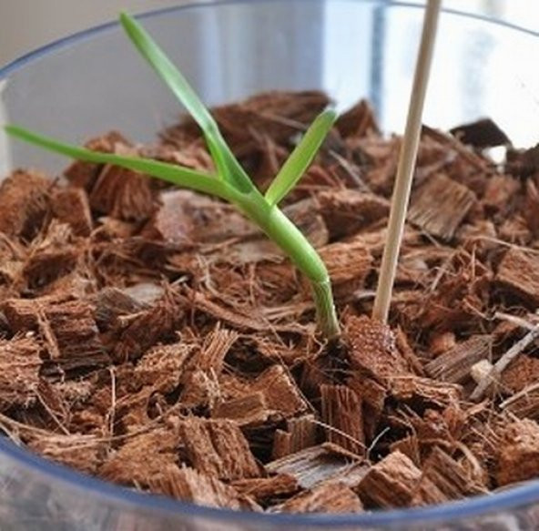 DAY 100 Adet 10 FARKLI Renk Phalaenopsis Orkide Tohumu + 10 Adet HEDİYE K.RENK Lily Çiçeği Tohumu