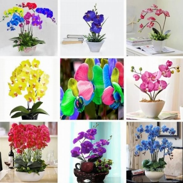 DAY 50 Adet 10 FARKLI Renk Phalaenopsis Orkide Tohumu + 10 Adet HEDİYE K.RENK Primula Çiçeği Tohumu