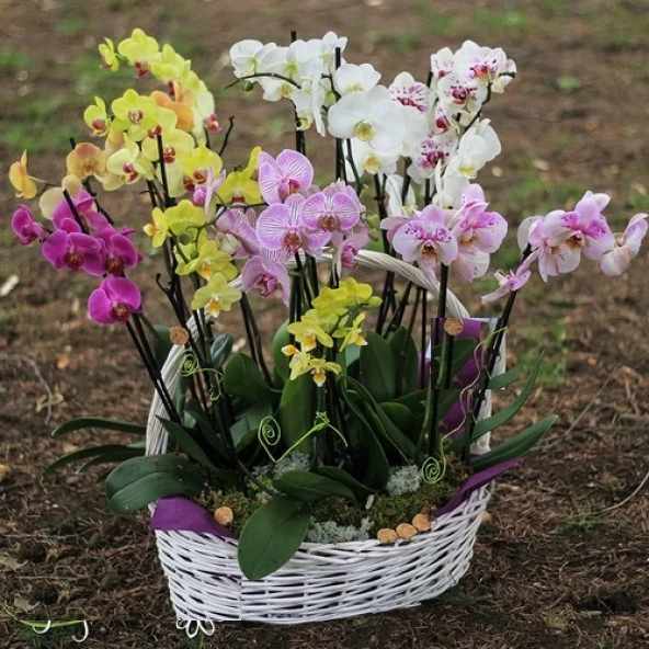 DAY 100 Adet 10 FARKLI Renk Phalaenopsis Orkide Tohumu + 10 Adet HEDİYE K.RENK Primula Çiçeği Tohumu