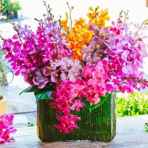 DAY 100 Adet 10 FARKLI Renk Oncidium Orkide Tohumu + 10 Adet HEDİYE K.RENK Primula Çiçeği Tohumu