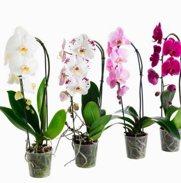 DAY 50 Adet 10 FARKLI Renk Phalaenopsis Orkide Tohumu + 10 Adet HEDİYE K.RENK Afrika M. Çiçeği Tohumu