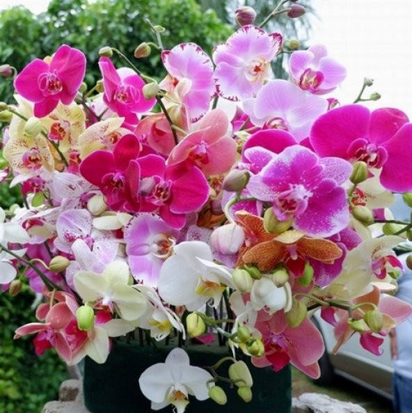 DAY 100 Adet 10 FARKLI Renk Oncidium Orkide Tohumu + 10 Adet HEDİYE K.RENK Afrika M. Çiçeği Tohumu