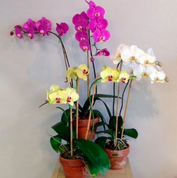 DAY 100 Adet 10 FARKLI Renk Phalaenopsis Orkide Tohumu + 10 Adet HEDİYE K.RENK Dahlia Çiçeği Tohumu