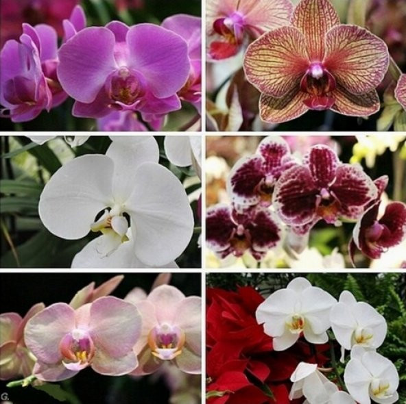 DAY 10 Adet 10 FARKLI Renk Phalaenopsis Orkide Tohumu + 10 Adet HEDİYE K.RENK Yıldız Çiçeği Tohumu