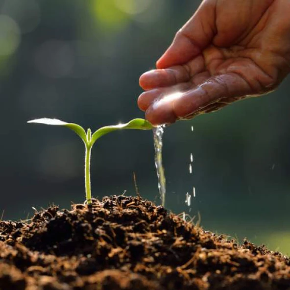 DAY 25 Adet 10 FARKLI Renk Orkide Çiçek Tohumu + 10 Adet HEDİYE K.RENK Gerbera Çiçeği Tohumu - Resim 5