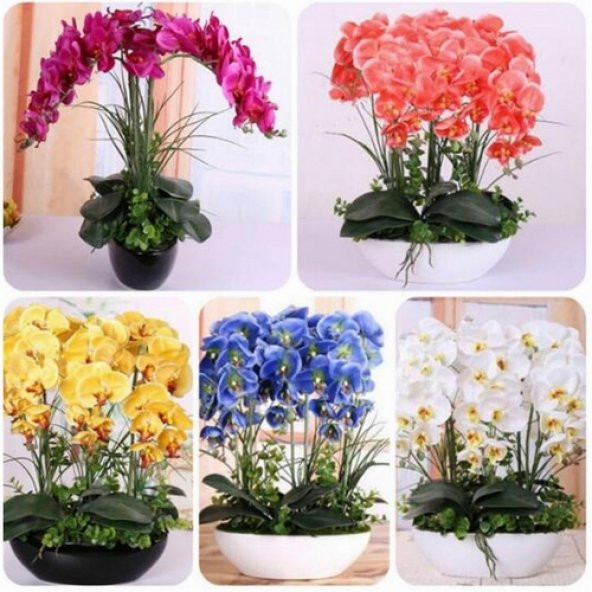 DAY 10 Adet 10 FARKLI Renk Oncidium Orkide Tohumu + 10 Adet HEDİYE K.RENK Gerbera Çiçeği Tohumu