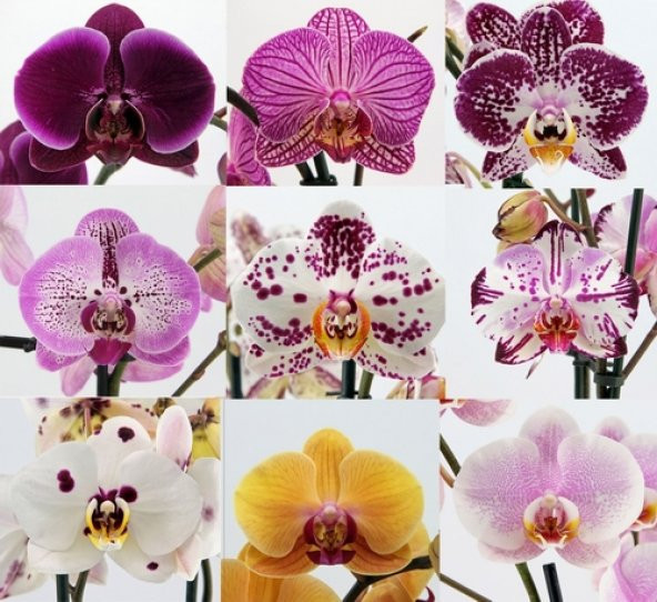 DAY 10 Adet 10 FARKLI Renk Phalaenopsis Orkide Tohumu + 10 Adet HEDİYE K.RENK BUZ Çiçeği Tohumu