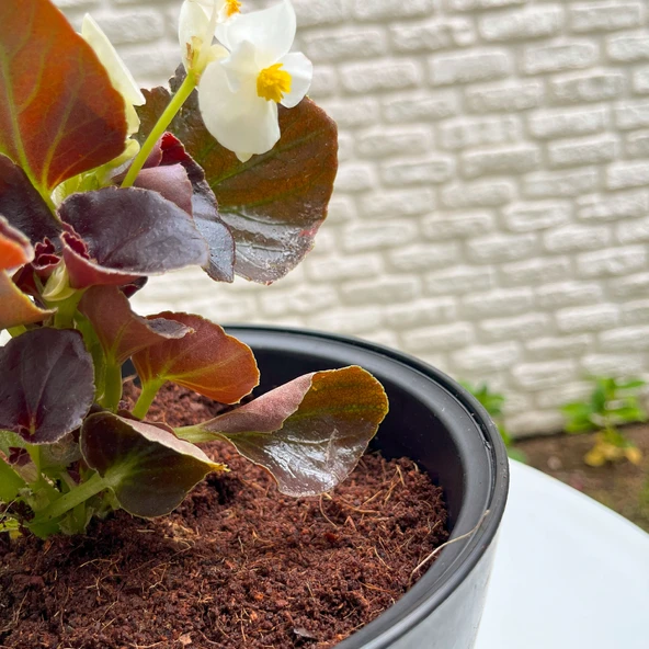 Biorfe Premium Cocopeat, Sıkıştırılmış Hindistan Cevizi Torfu - 5 kg - 4