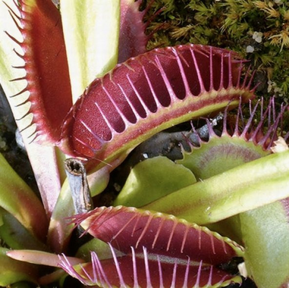 DAY 50 Adet Venüs Fly Trap Sinek Kapan Bitkisi Tohumu +  10 ADET Lily Çiçek Tohumu