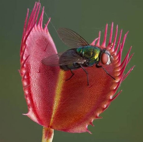 DAY 25 Adet Karışık Venüs Fly Trap Sinek Kapan Bitkisi Tohumu + 10 ADET Hediye H. Gülü Tohumu