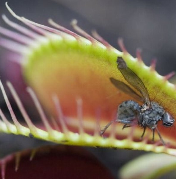 DAY 100 Adet Karışık Venüs Fly Trap Sinek Kapan Bitkisi Tohumu + 10 ADET Hediye H. Gülü Tohumu