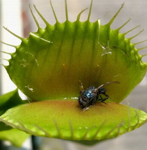 DAY 100 Adet Venüs Fly Trap Sinek Kapan Bitkisi Tohumu + 10 ADET Hediye Orkide Çiçek Tohumu
